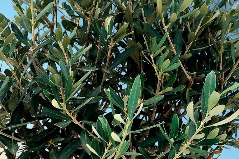 Detailní záběr olivovníku s listy a větvemi