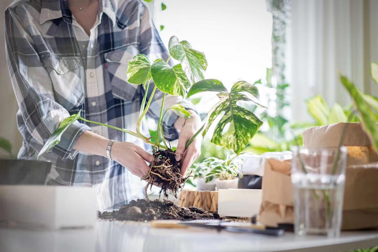 Jak přesazovat monsteru