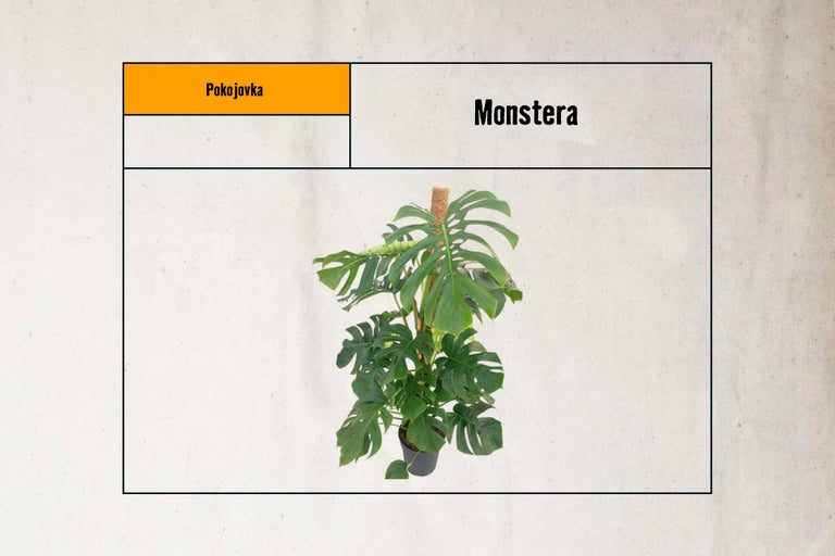 Pokojová rostlina Monstera s podpěrou