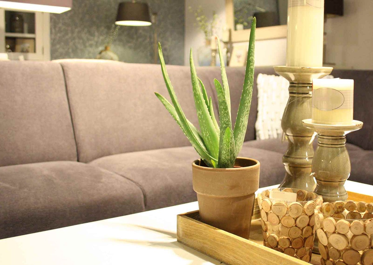 Obývací pokoj dekorace s rostlinou Aloe Vera, svícny a dřevěné prvky na stole