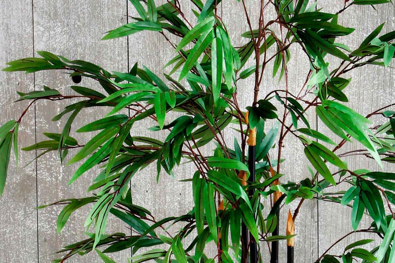Dekorativní bambus do interiéru