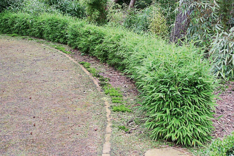 Scéna s bambusovými rostlinami v zahradě.