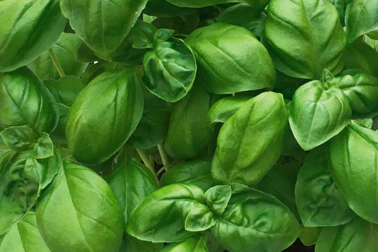 Detail listů bazalky