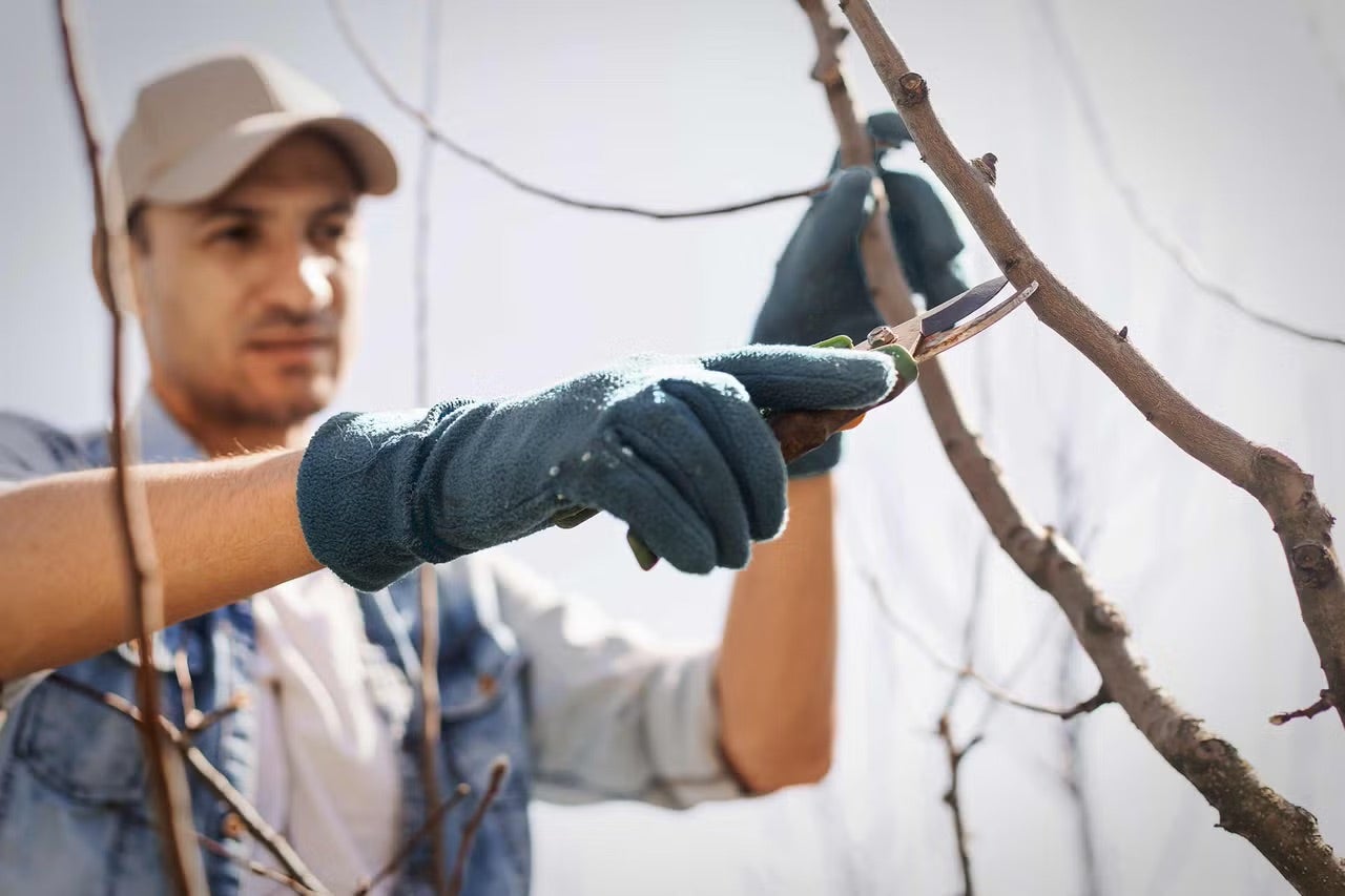 Muž stříhá větev zahradnickými nůžkami.