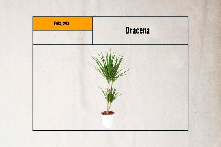 Dracéna v květináči pro interiéry