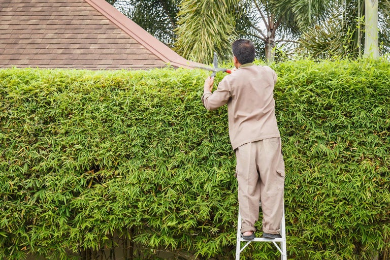 Muž stojí na žebříku a stříhá zelený živý plot nůžkami na živý plot.