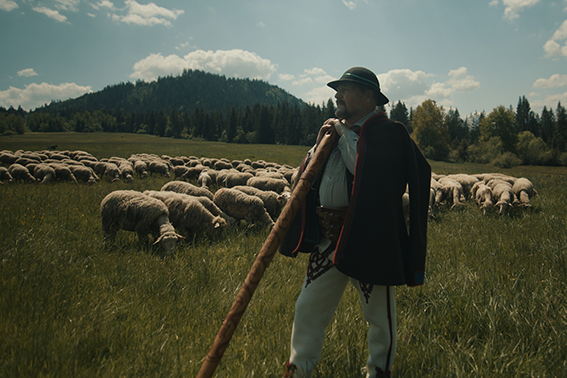 Pastýř se stádem ovcí na zelené louce před zalesněným kopcem.