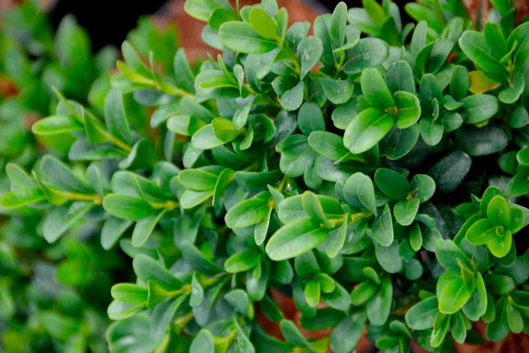 Detailní pohled na buxus s hustými, zelenými listy.