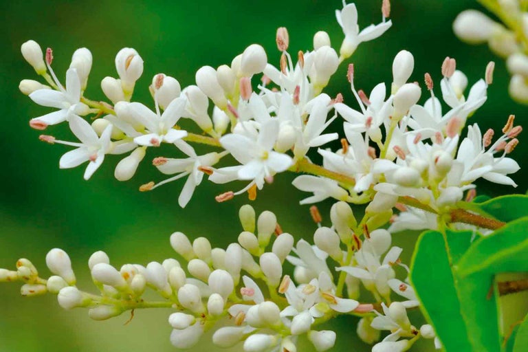 Květenství s bílými květy a poupaty