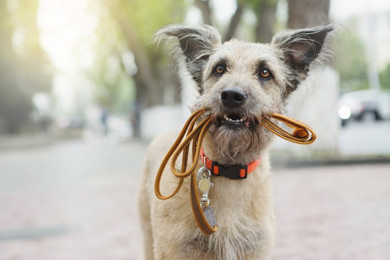 Pes s vodítkem v tlamě a obojkem