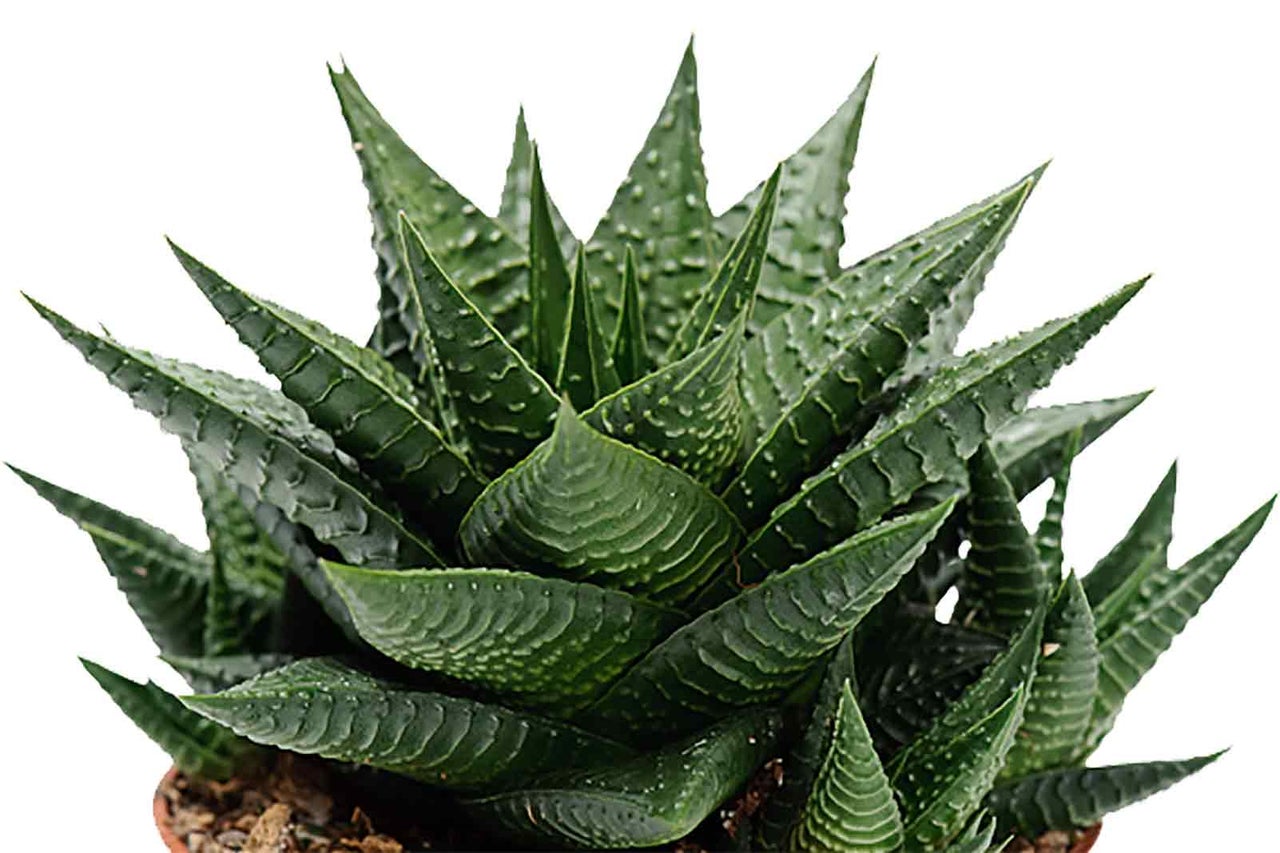 Rostlina v květináči Haworthia se špičatými listy