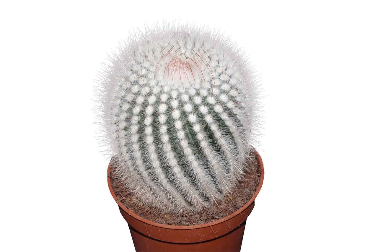 Kulovitý kaktus Mammillaria v květináči