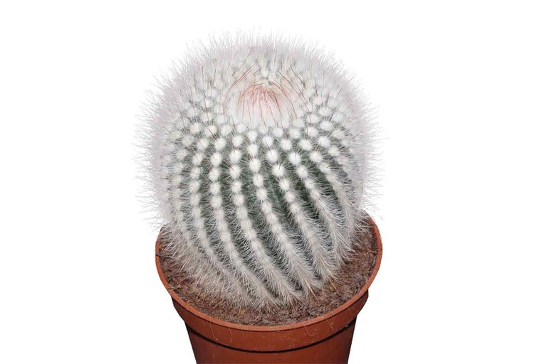 Kulovitý kaktus Mammillaria v květináči