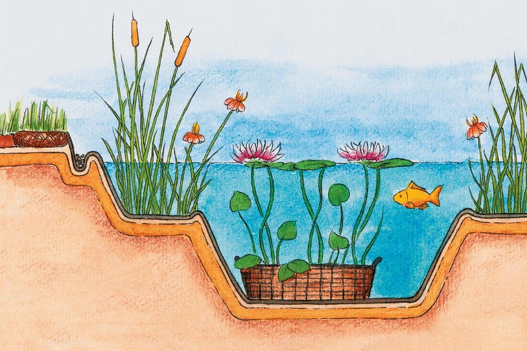Ilustrace jezírka s rostlinami, lekníny a zlatou rybkou