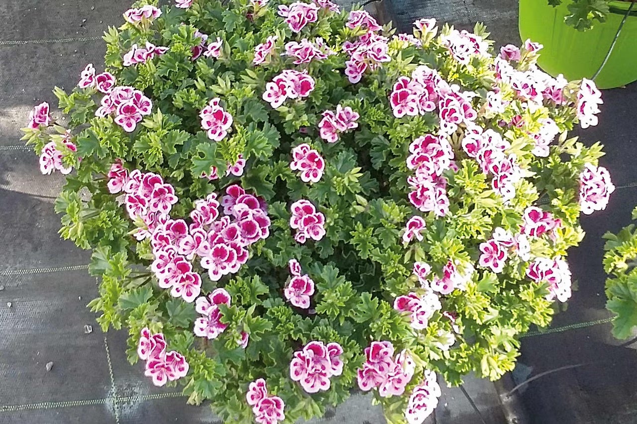 Pohled shora na muškát s růžovo-bílými květy a zelenými listy