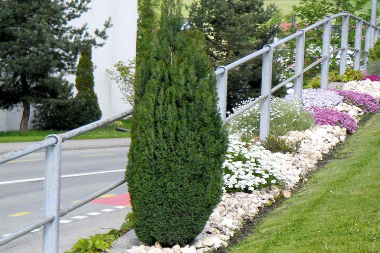 Na obrázku je sloupovitý cypřiš v zahradě.