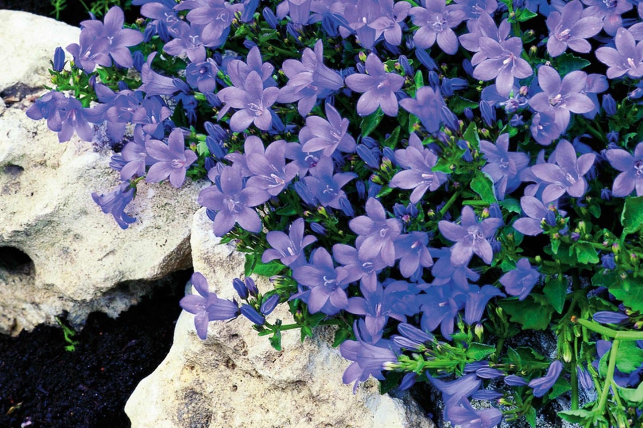 Květinové moře Campanula mezi kameny