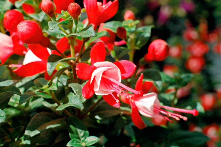 Detail fuchsie s červenými a bílými květy