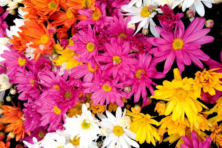 Detail chryzantém v oranžové, růžové, žluté a bílé barvě