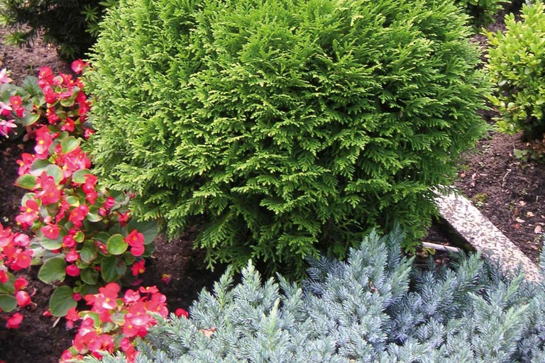 Zahrada s zeravy kulovitou, begóniemi a cypřiši