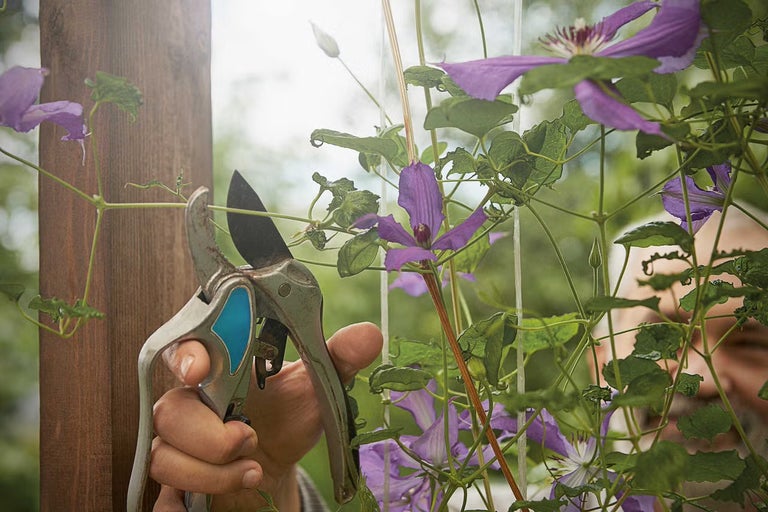 Jak správně stříhat plamének (Clematis) pro bohaté květy