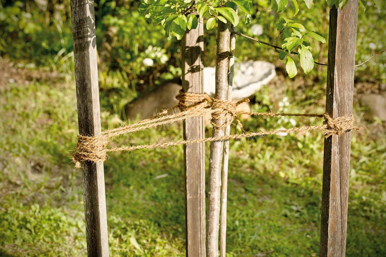 Podpěra stromu s jutovým lanem pro stabilizaci mladých stromů