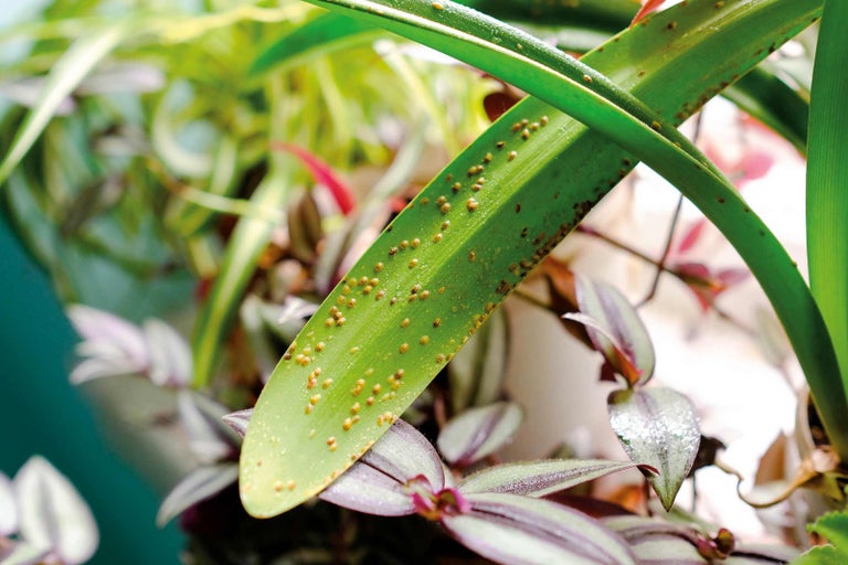 List rostliny napadený rzí