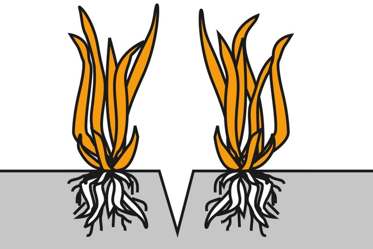 Ilustrace dvou trsů trávy s kořeny