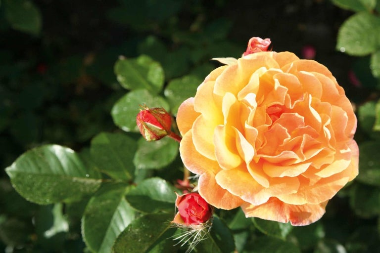 Detail oranžového květu růže s poupaty a listy