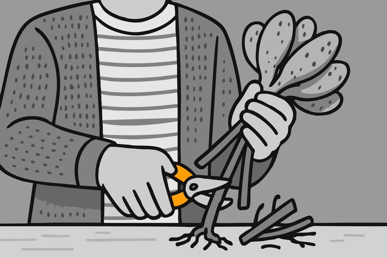 Ilustrace osoby, která zahradnickými nůžkami stříhá stonky rostlin.