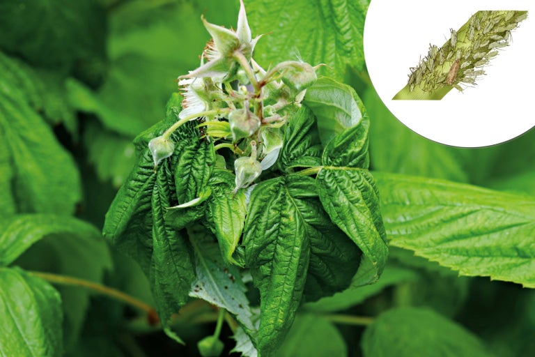 Detailní záběr mšic na listech a květech.