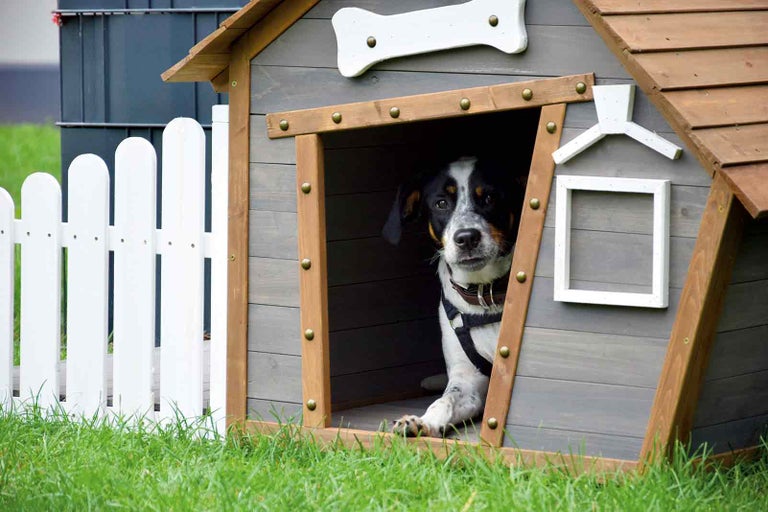 Pes v boudě s dekorací kostí a domu