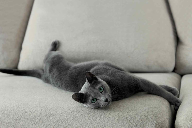 Šedá kočka leží na pohovce