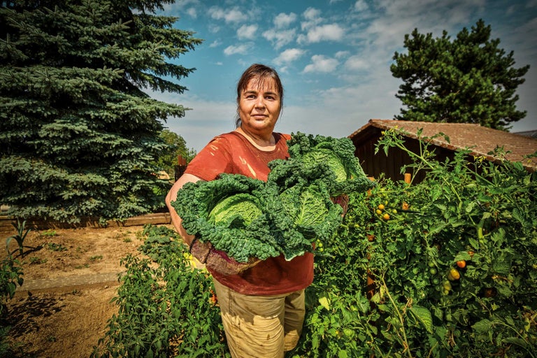 Žena drží čerstvě sklizenou savojskou kapustu v zahradě.