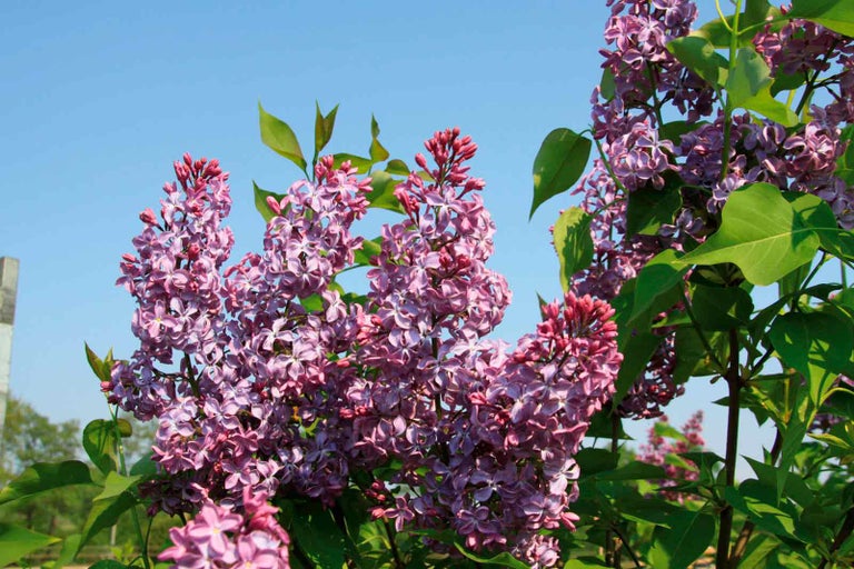 Kvetoucí šeříkový keř s fialovými květy