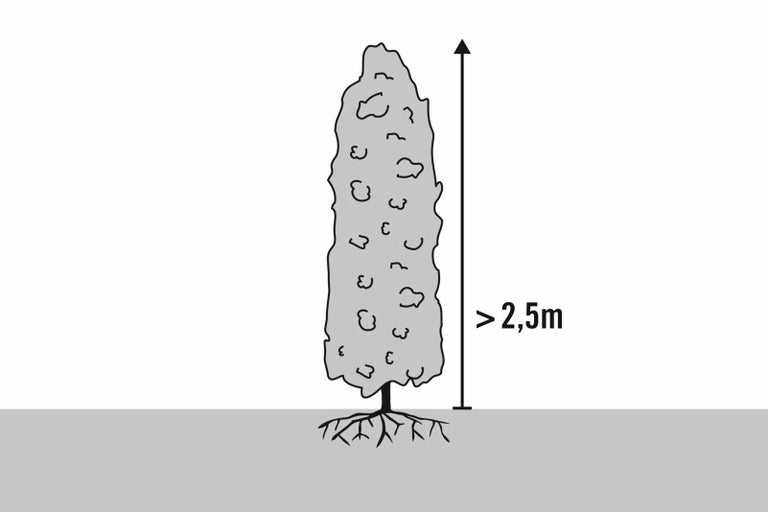 Ilustrace rostliny o výšce více než 2,5 metru