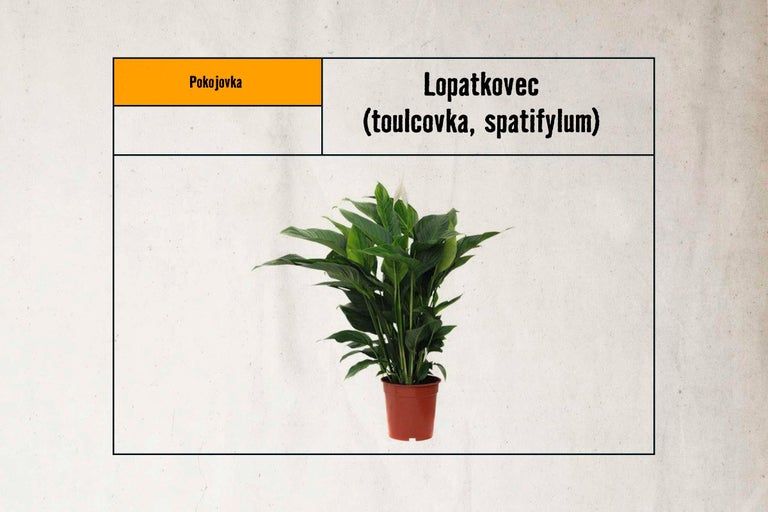 Lopatkovec v květináči jako pokojová rostlina