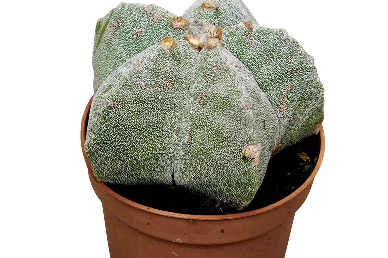 Kaktus Astrophytum myriostigma v květináči