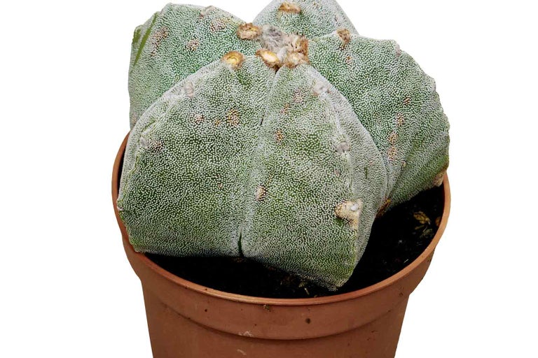 Kaktus Astrophytum myriostigma v květináči