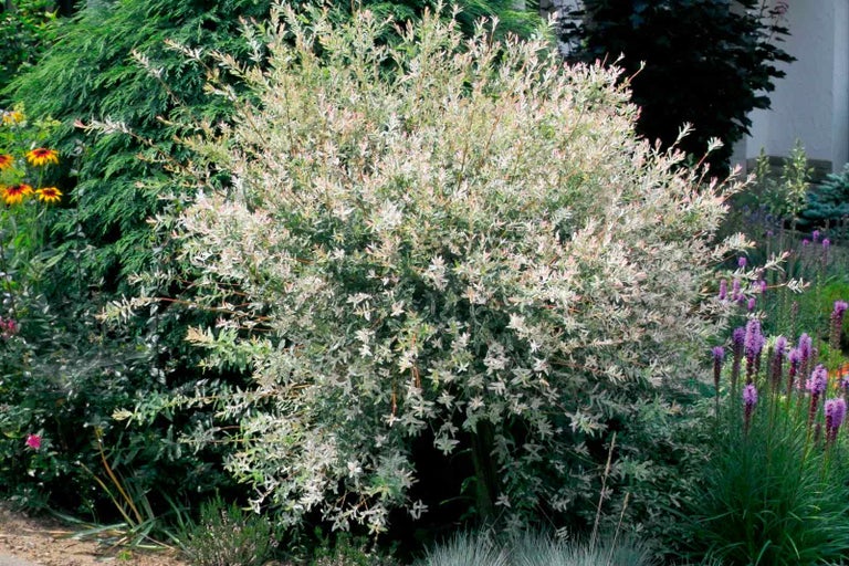 Okrasný keř vrby Hakuro Nishiki na zahradě.
