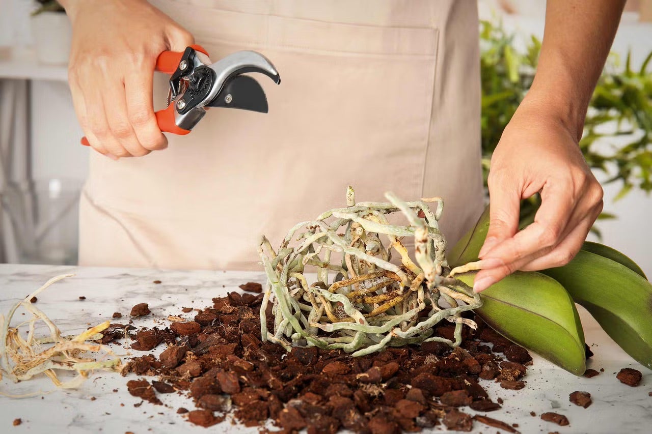 Přesazování a péče o orchideje