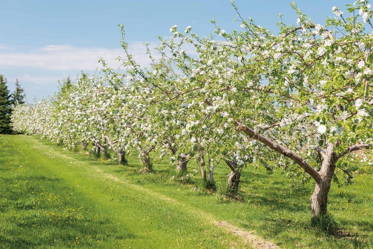 Ovocný sad s kvetoucími jabloněmi v řadě