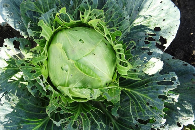 Hlávkové zelí s poškozenými listy