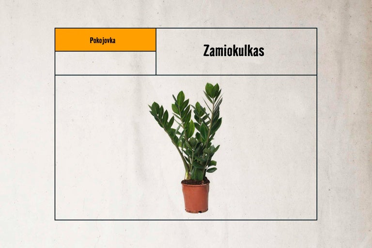 Zamiokulkas pokojová rostlina v květináči