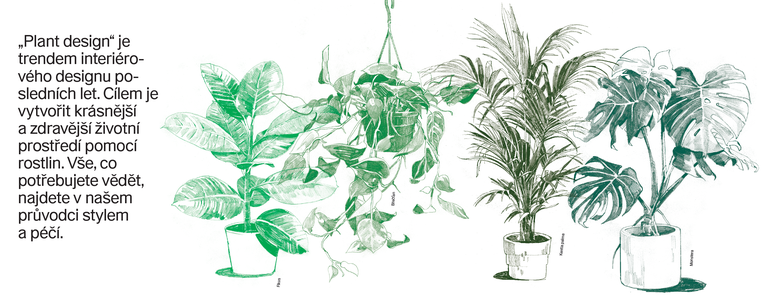 Ilustrace různých pokojových rostlin v květináči: Ficus, Břečťan, Palma Kentia a Monstera