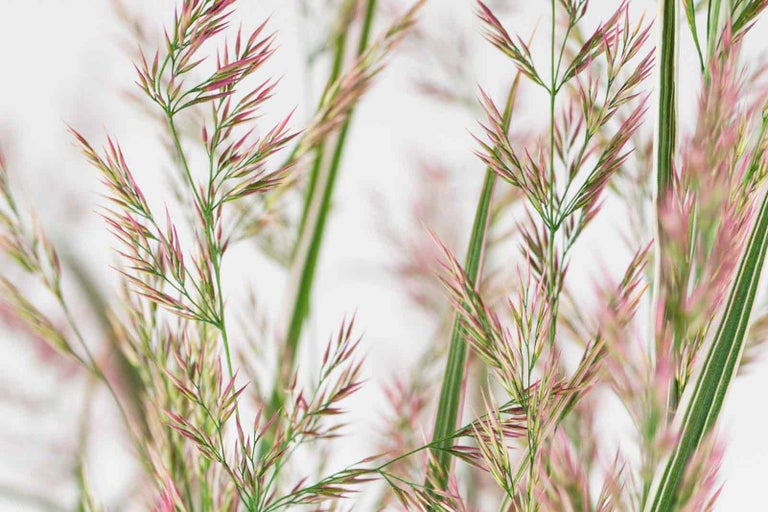 Detail okrasné trávy s růžovými akcenty