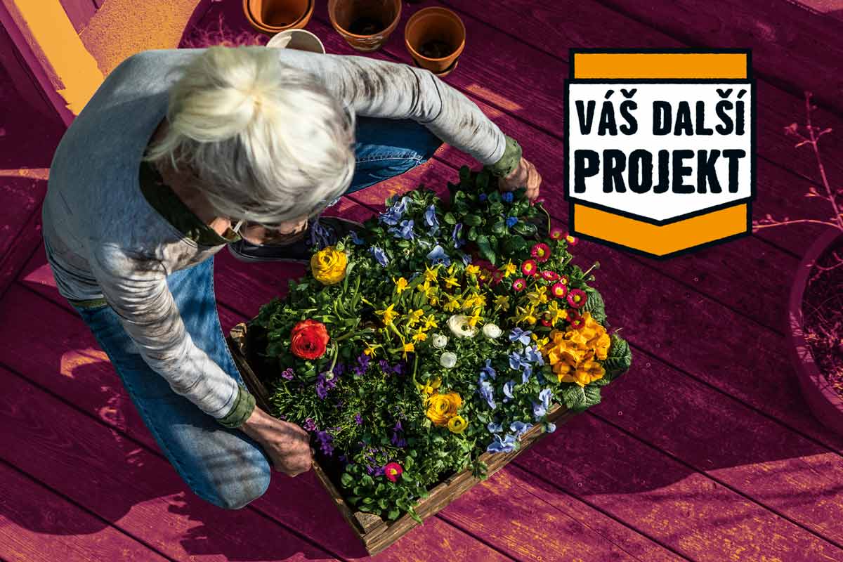 Osoba sází barevné květiny do dřevěné bedny pro zahradní projekt.