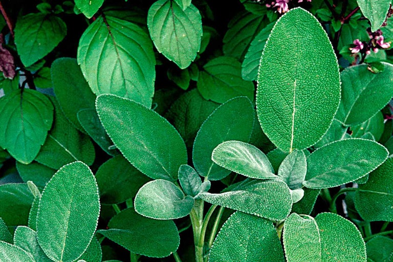 Šalvěj s zelenými listy v detailu