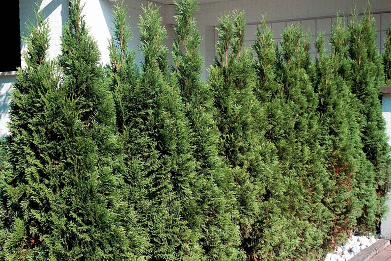 Řada živých plotů zerav jako zástěna