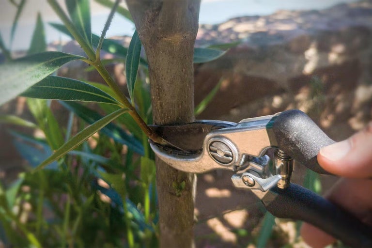 Jak stříhat oleandr